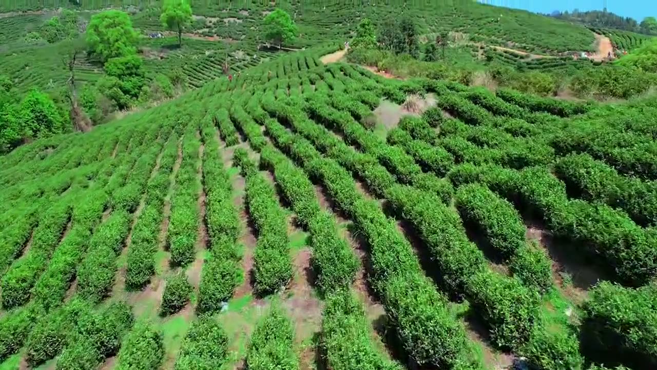 ثمانية مناشئ للشاي في مقاطعة واحدة.