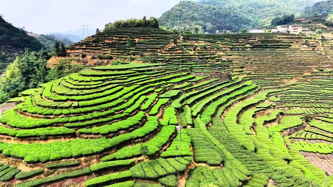 Tea terraces, from the air